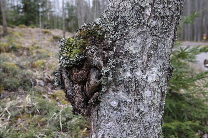  Chaga mushrooms