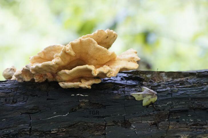 Chicken of the Woods