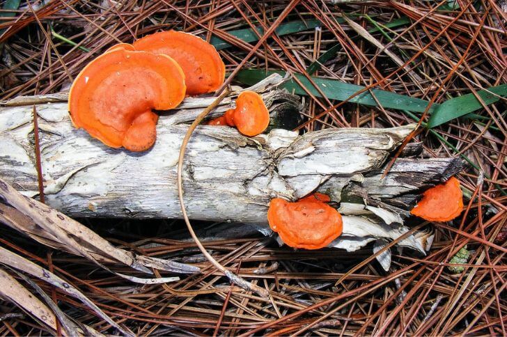 cinnabar polypore