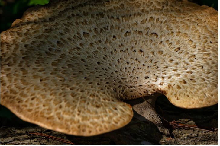 Dryad's Saddle 