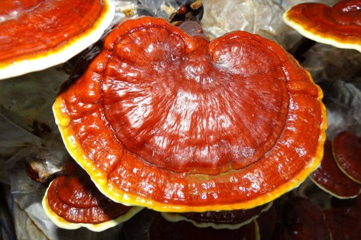 Ganoderma tsugae