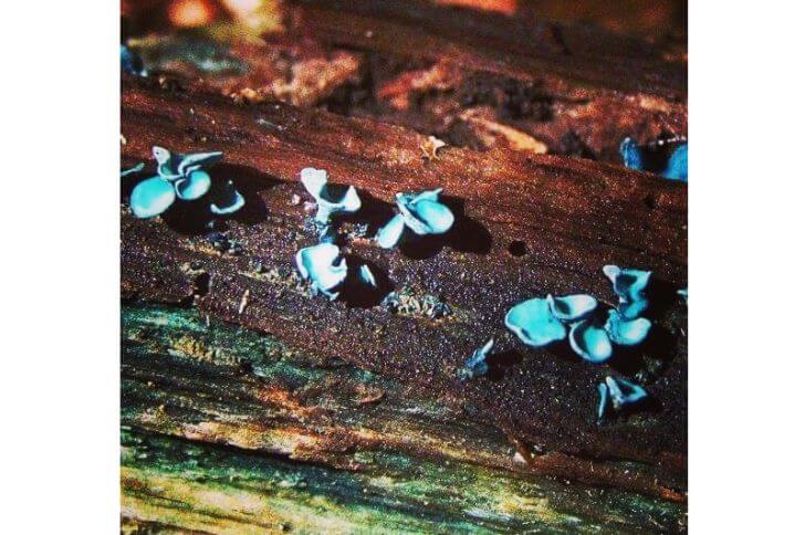 Green Elfcup Mushrooms