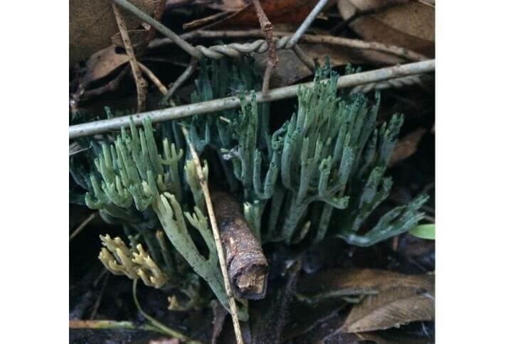 Green-staining Coral Mushrooms