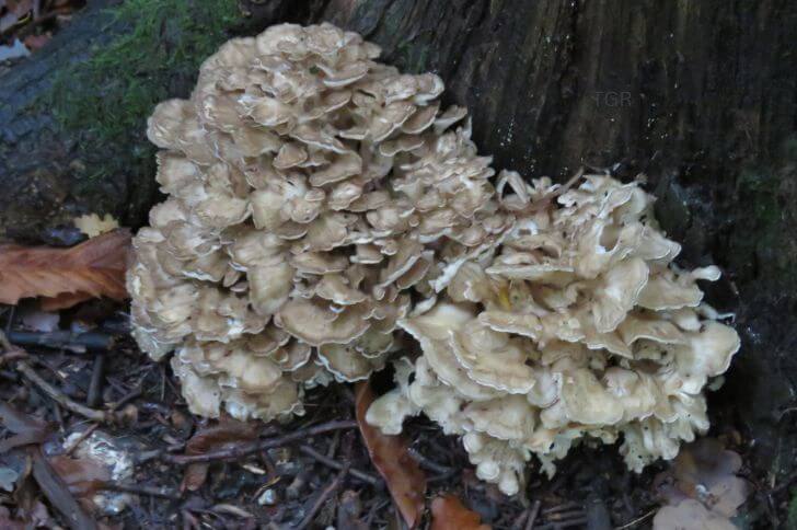  Hen of the Woods 