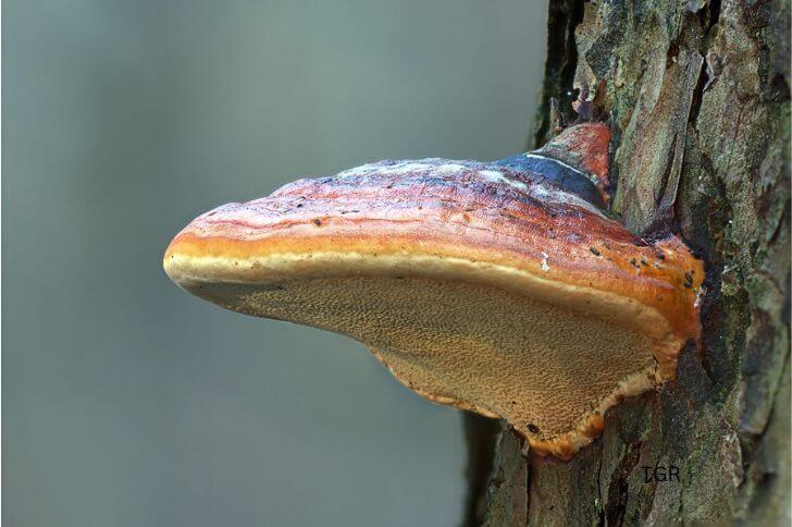 Red-belted Conk