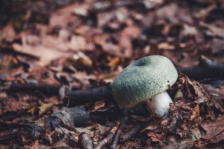 Russula virescens