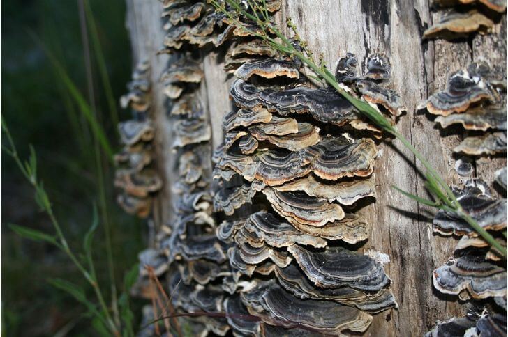 Turkey Tails 