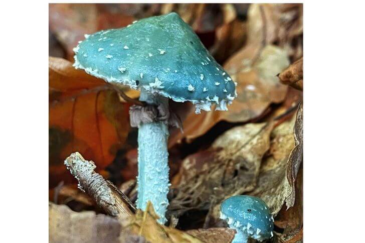 Verdigris Agaric 