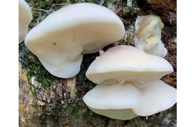 White Cheese Polypore