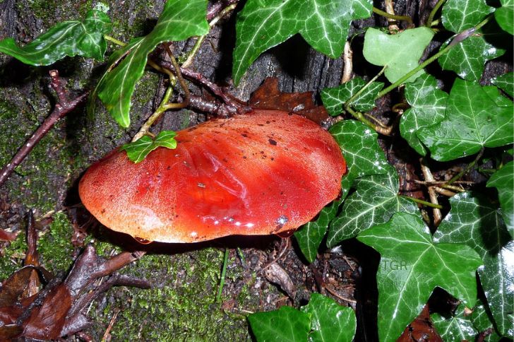 beefsteak mushroom