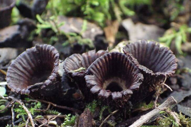 black mushrooms