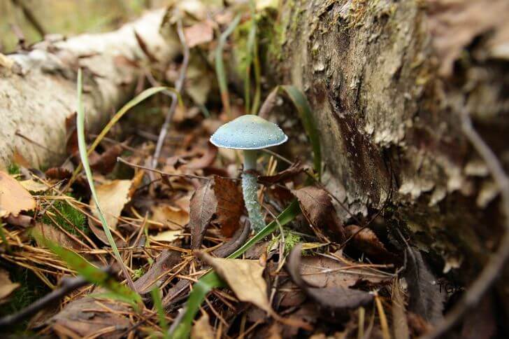 blue mushrooms