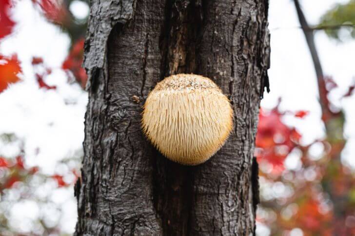 lion's mane mushroom