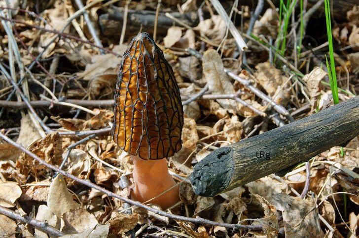 morel in Georgia