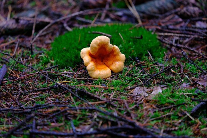 mushrooms in nebraska