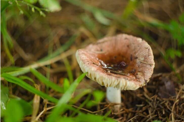 mushrooms in vermont