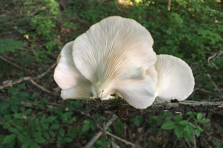 mushrooms with gills