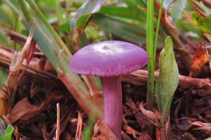 pink mushrooms