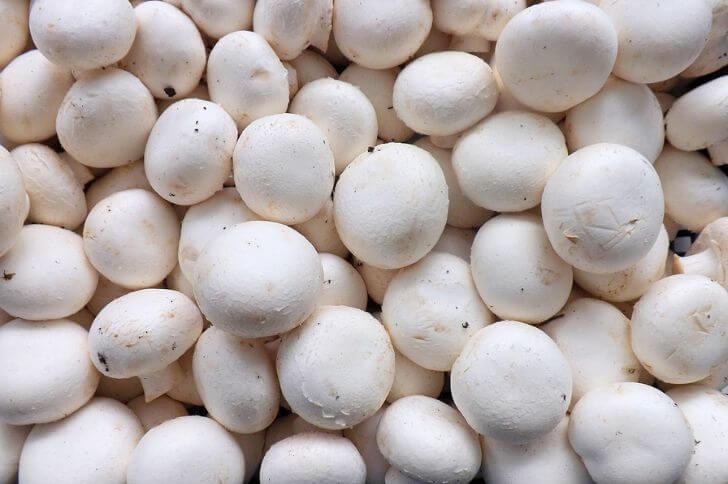 white wild mushrooms