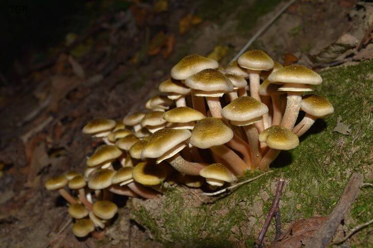 Armillaria mellea 