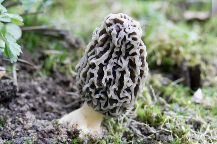 Blushing Morel