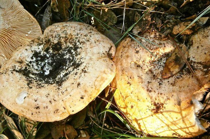 Golden Milkcap