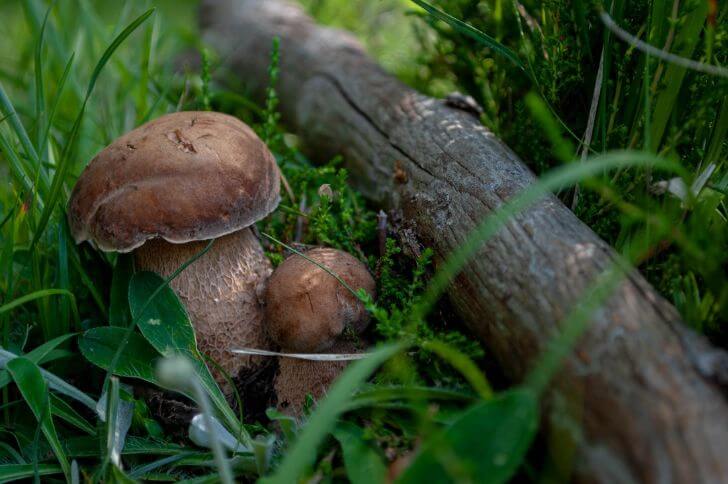 mushrooms in nevada