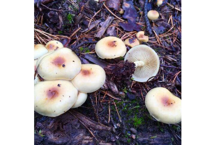 Pholiota Spumosa