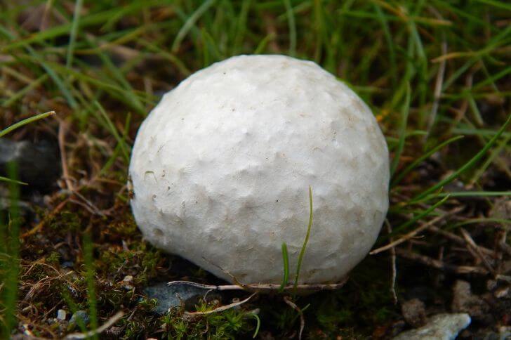 Western Giant Puffball