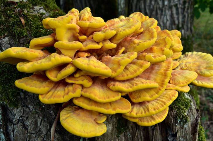 sulphur shelf mushrooms