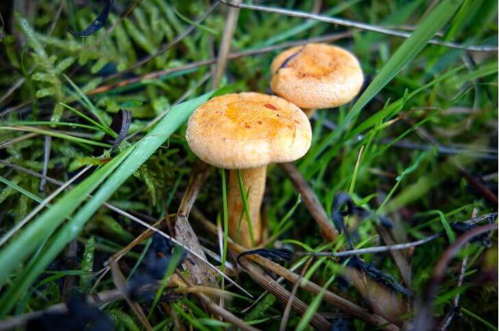 mushrooms in delaware