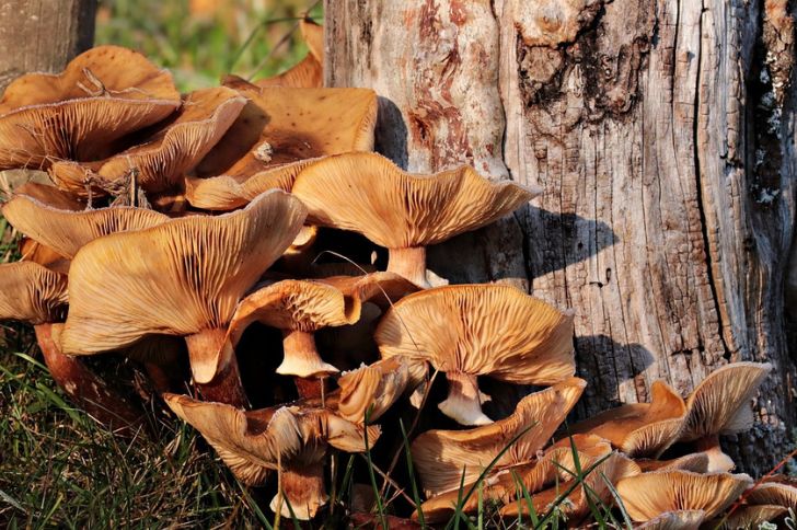 mushrooms in new mexico