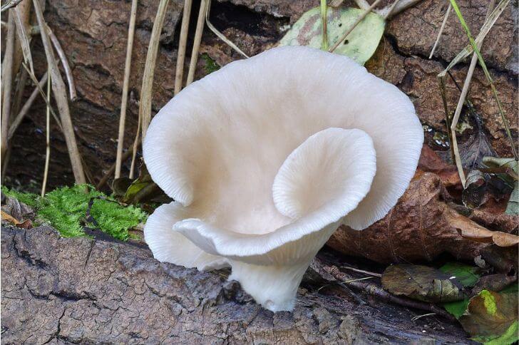 mushrooms of Arizona