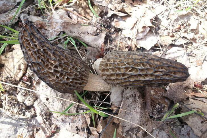 mushrooms of Wisconsin