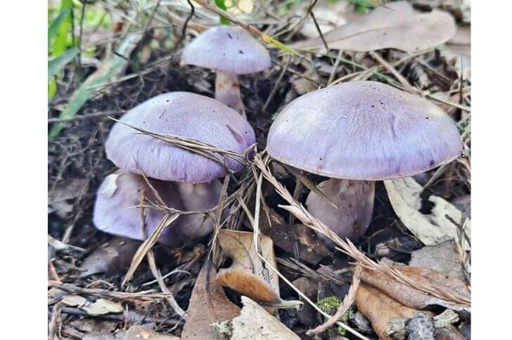 wood blewit