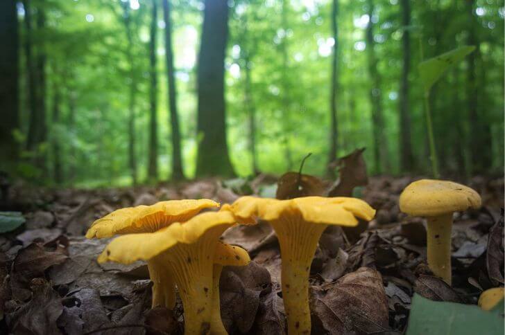 mushrooms in Michigan