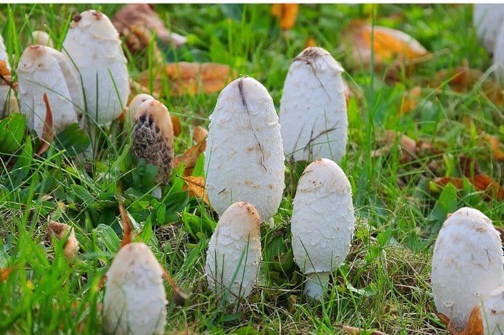 mushrooms in arkansas