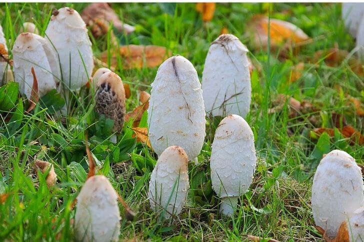 mushrooms in arkansas