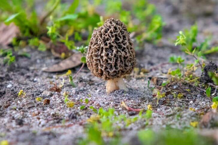 mushrooms in idaho