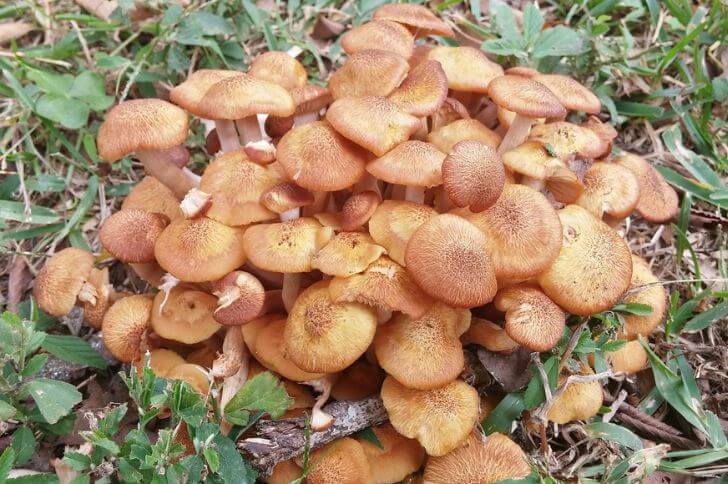 Mushrooms in Kansas