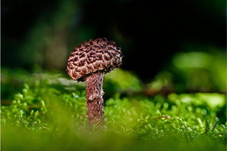 mushrooms in louisiana