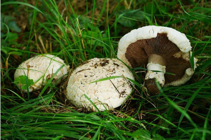 Agaricus campestris