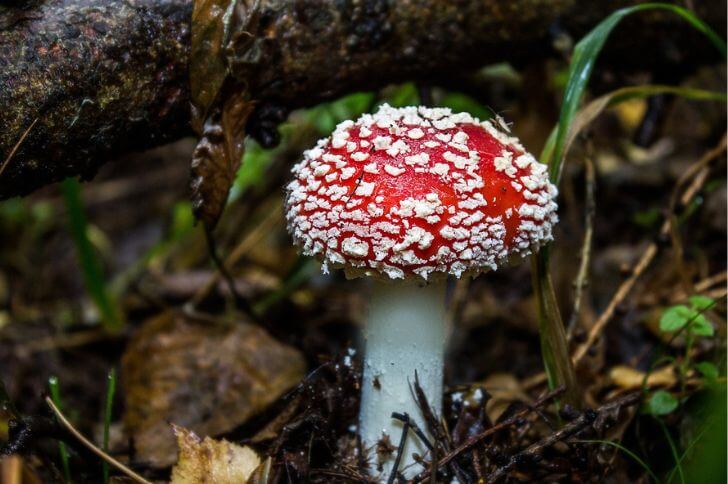 Amanita Muscaria 