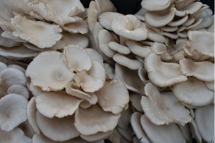 Aspen Oyster Mushroom