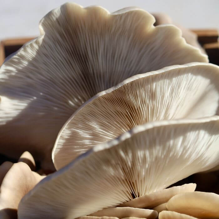 Aspen Oysters