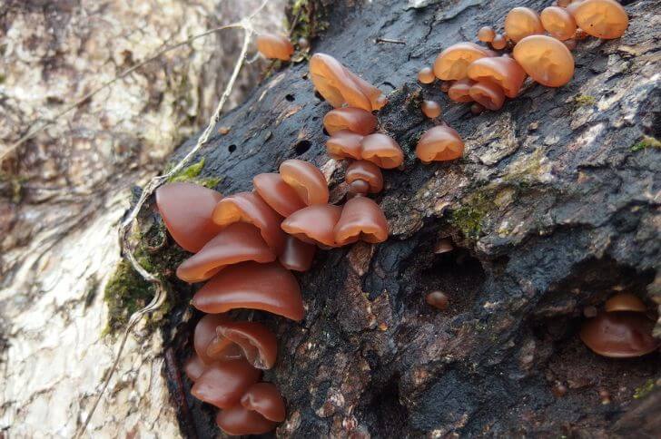 Auricularia 