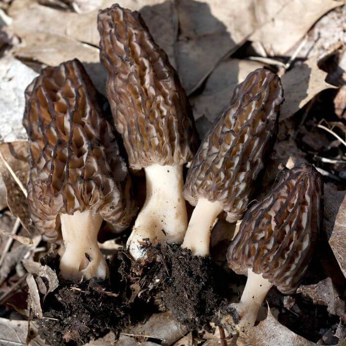 Black Morels