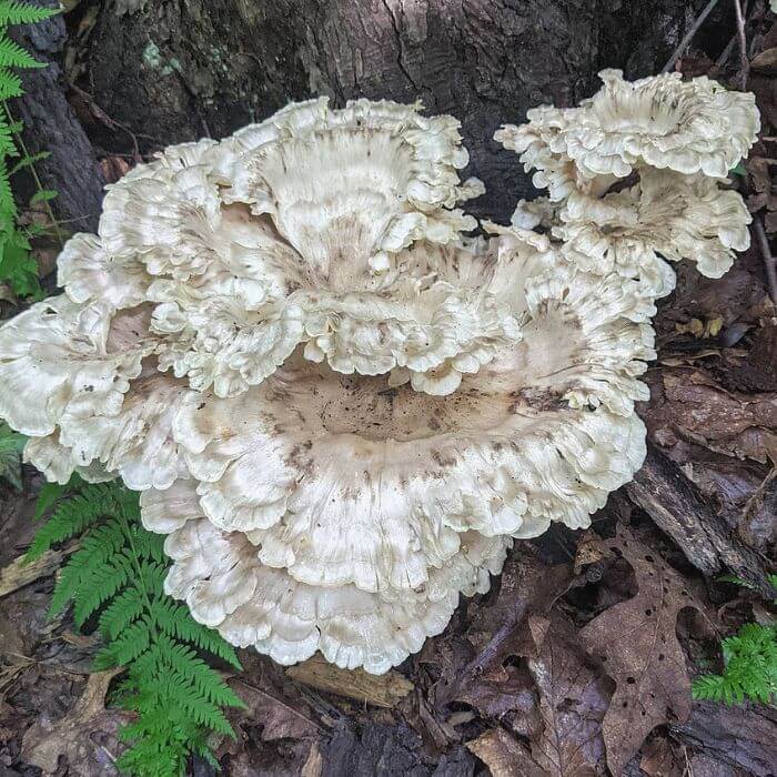 Black-staining Polypore