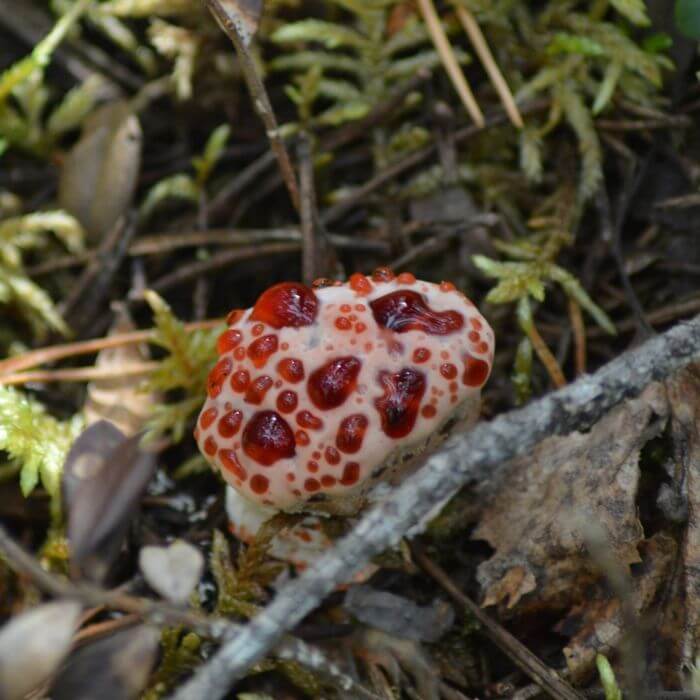 Bleeding Tooth Fungus