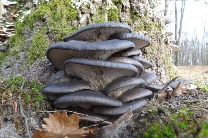 Blue oysters